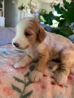Timber, a male Bernedoodle for sale in Gilbert, AZ – 6 of 7