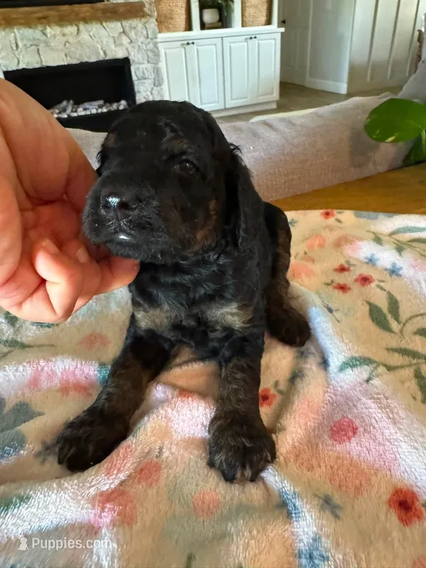 Maple – Bernedoodle puppy for sale in Gilbert, AZ