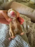 Malibu , a male Cavapoo and Poodle - Miniature  for sale in Gilbert, AZ – 5 of 6