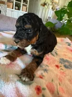 Autumn, a female Bernedoodle for sale in Gilbert, AZ – 5 of 6