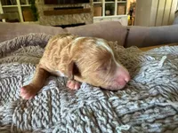 Malibu , a male Cavapoo and Poodle - Miniature  for sale in Gilbert, AZ – 6 of 6