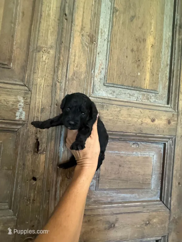 Wave – Cavapoo, Poodle - Miniature  puppy for sale in Gilbert, AZ