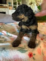 Candy, a female Bernedoodle for sale in Gilbert, AZ – 7 of 7