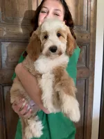 Timber, a male Goldendoodle and Bernedoodle for sale in Gilbert, AZ – 5 of 6