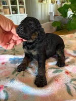 Maple, a female Bernedoodle for sale in Gilbert, AZ – 5 of 5