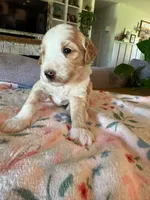 Timber, a male Bernedoodle for sale in Gilbert, AZ – 1 of 7