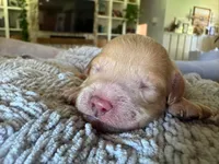 Coral, a female Cavapoo and Poodle - Miniature  for sale in Gilbert, AZ – 4 of 8