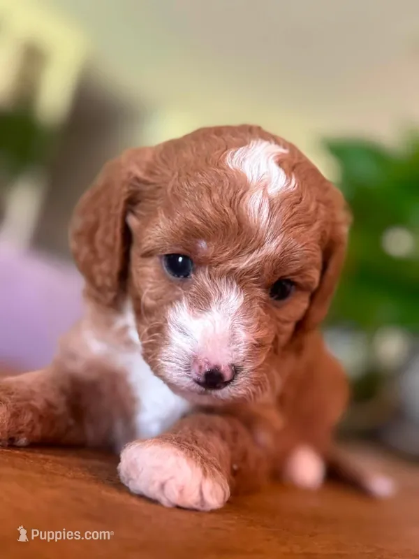 Malibu  – Cavapoo, Poodle - Miniature  puppy for sale in Gilbert, AZ