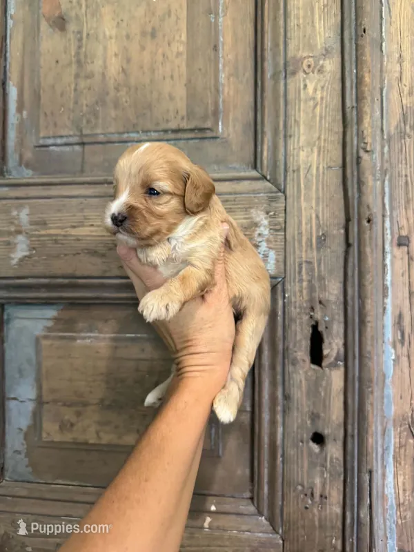 Sandy – Cavapoo, Poodle - Miniature  puppy for sale in Gilbert, AZ