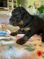 Candy, a female Bernedoodle for sale in Gilbert, AZ – 2 of 7