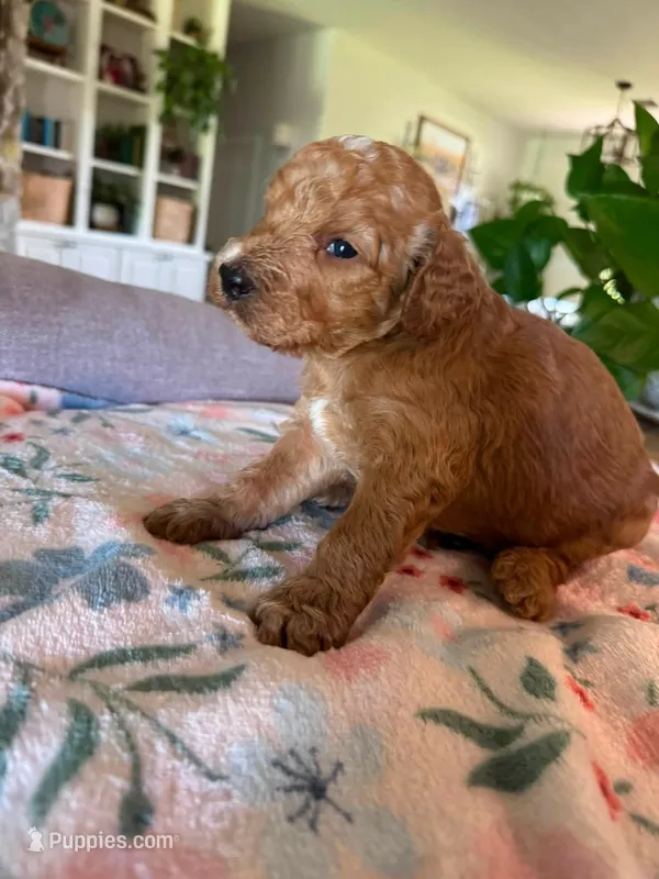 Jack O Lantern – Bernedoodle puppy for sale in Gilbert, AZ