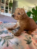 Jack O Lantern, a male Bernedoodle for sale in Gilbert, AZ – 1 of 3