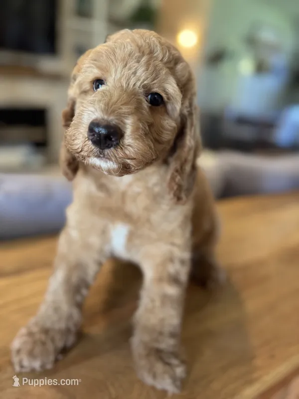 Jack O Lantern – Bernedoodle puppy for sale in Gilbert, AZ