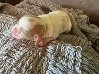 Surf , a male Cavapoo and Poodle - Miniature  for sale in Gilbert, AZ – 6 of 10