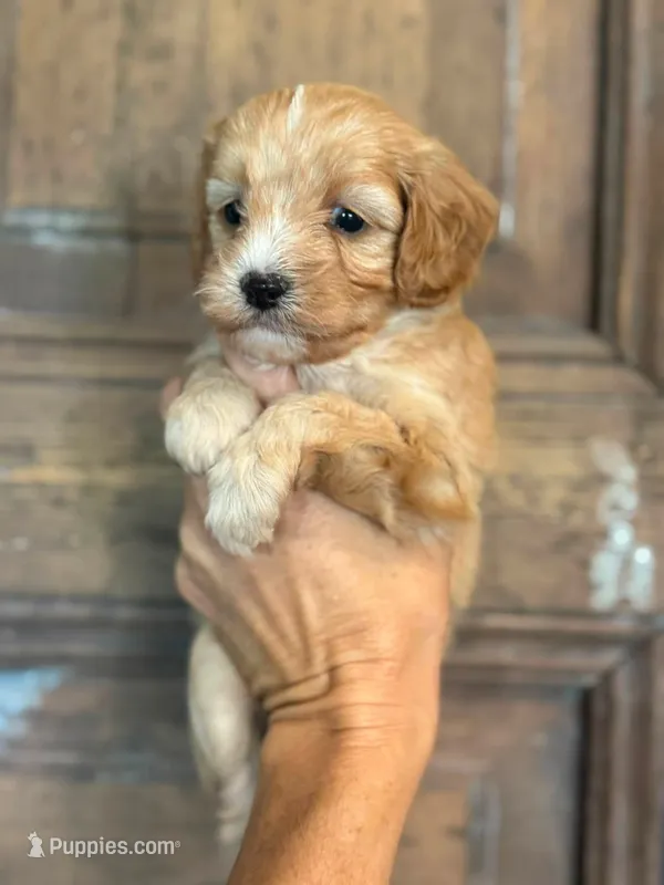 Sandy – Cavapoo, Poodle - Miniature  puppy for sale in Gilbert, AZ