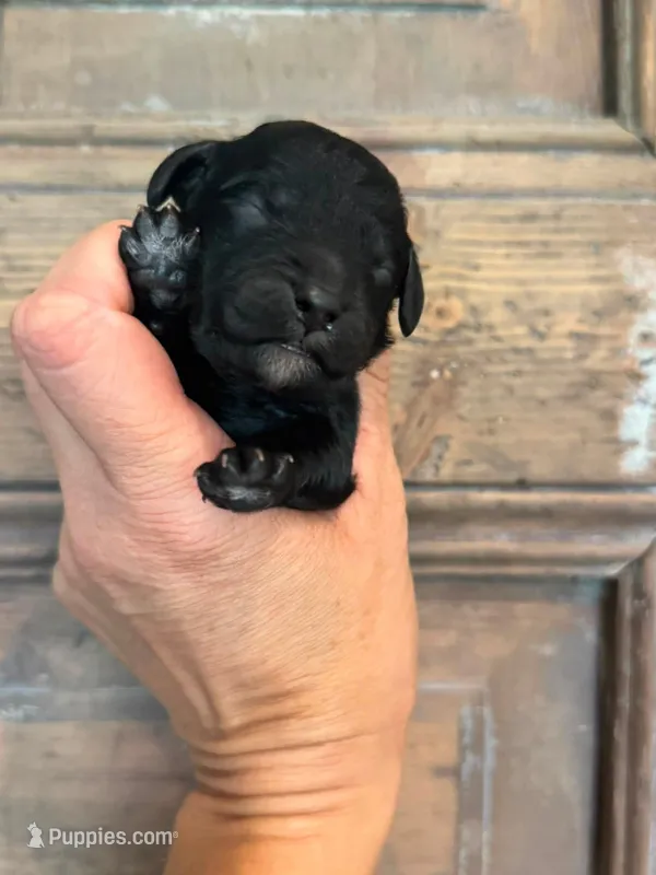 Wave – Cavapoo, Poodle - Miniature  puppy for sale in Gilbert, AZ