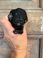 Wave, a male Cavapoo and Poodle - Miniature  for sale in Gilbert, AZ – 1 of 9