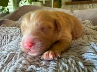 Sandy, a female Cavapoo and Poodle - Miniature  for sale in Gilbert, AZ – 6 of 8
