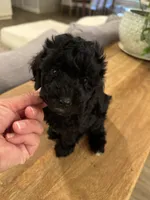 Wave, a male Cavapoo and Poodle - Miniature  for sale in Gilbert, AZ – 3 of 5