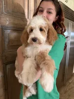Timber, a male Goldendoodle and Bernedoodle for sale in Gilbert, AZ – 6 of 6