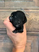 Wave, a male Cavapoo and Poodle - Miniature  for sale in Gilbert, AZ – 7 of 9