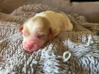 Surf , a male Cavapoo and Poodle - Miniature  for sale in Gilbert, AZ – 3 of 10