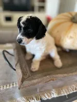 Jazz, a female Poodle - Multi-Colored Standard for sale in Gilbert, AZ – Photo 3 of 6