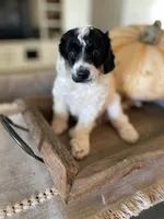 Jazz, a female Poodle - Multi-Colored Standard for sale in Gilbert, AZ – Photo 5 of 6