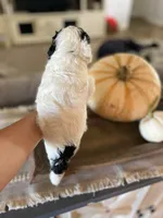 Jazz, a female Poodle - Multi-Colored Standard for sale in Gilbert, AZ – Photo 4 of 6