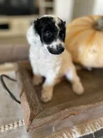 Jazz, a female Poodle - Multi-Colored Standard for sale in Gilbert, AZ – Photo 1 of 6