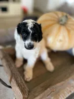Jazz, a female Poodle - Multi-Colored Standard for sale in Gilbert, AZ – Photo 6 of 6
