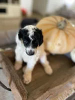 Jazz, a female Poodle - Multi-Colored Standard for sale in Gilbert, AZ – Photo 2 of 6