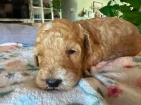 Harvest, a male Bernedoodle for sale in Gilbert, AZ – 2 of 3