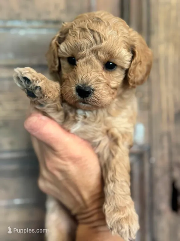 Coral – Cavapoo, Poodle - Miniature  puppy for sale in Gilbert, AZ