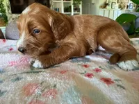 Pumpkin, a female Bernedoodle for sale in Gilbert, AZ – 7 of 7