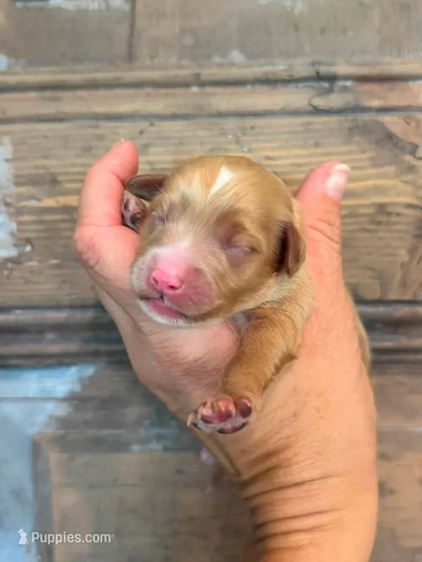 Sandy – Cavapoo, Poodle - Miniature  puppy for sale in Gilbert, AZ