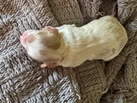 Surf , a male Cavapoo and Poodle - Miniature  for sale in Gilbert, AZ – 4 of 10