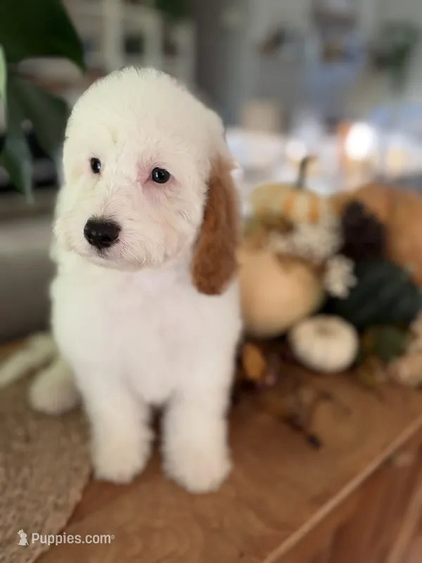 Sunny – Cavapoo, Poodle - Miniature  puppy for sale in Gilbert, AZ