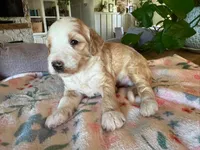 Timber, a male Bernedoodle for sale in Gilbert, AZ – 3 of 7