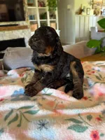 Candy, a female Bernedoodle for sale in Gilbert, AZ – 5 of 7