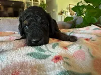 Maple, a female Bernedoodle for sale in Gilbert, AZ – 4 of 5