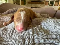 Malibu , a male Cavapoo and Poodle - Miniature  for sale in Gilbert, AZ – 4 of 6