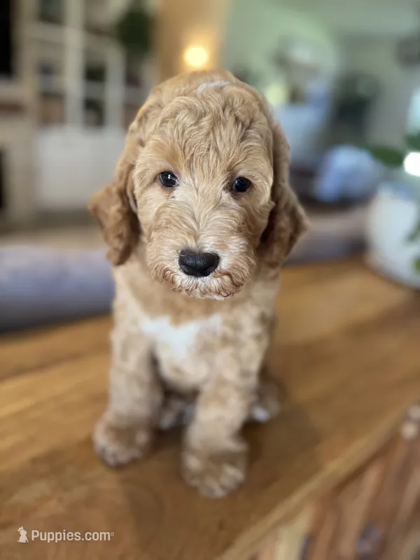 Harvest – Bernedoodle puppy for sale in Gilbert, AZ
