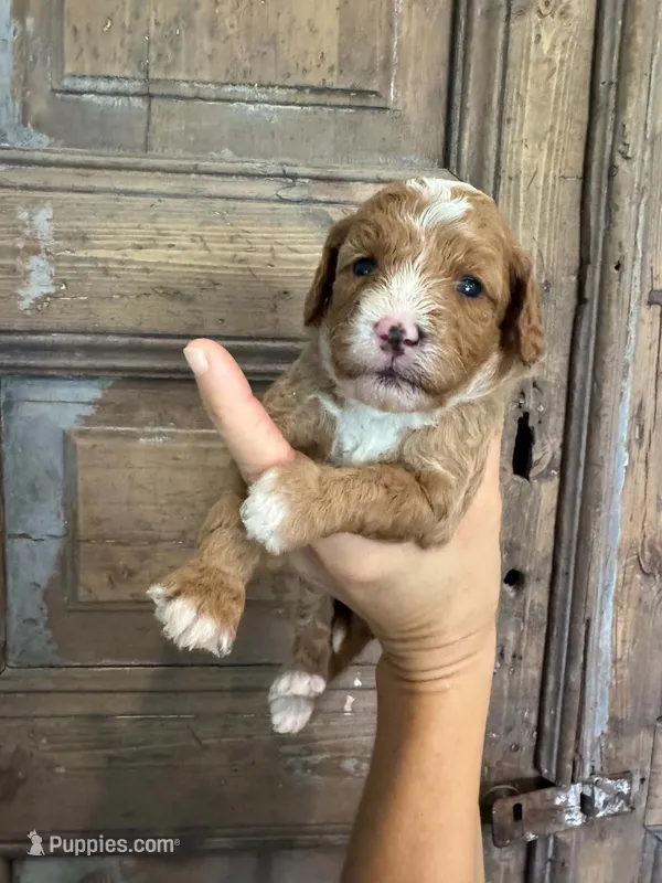 Malibu  – Cavapoo, Poodle - Miniature  puppy for sale in Gilbert, AZ