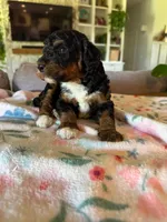 Autumn, a female Bernedoodle for sale in Gilbert, AZ – 3 of 6