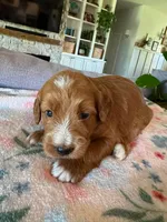 Pumpkin, a female Bernedoodle for sale in Gilbert, AZ – 3 of 7