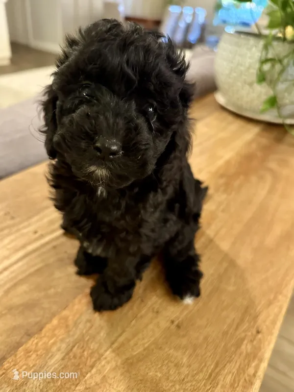 Wave – Cavapoo, Poodle - Miniature  puppy for sale in Gilbert, AZ