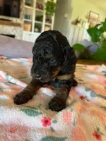 Candy, a female Bernedoodle for sale in Gilbert, AZ – 6 of 7