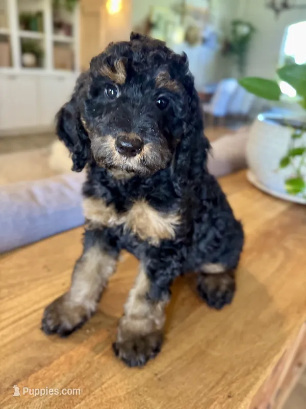 Candy – Bernedoodle puppy for sale in Gilbert, AZ
