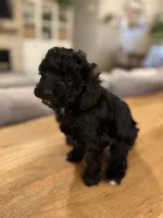 Wave, a male Cavapoo and Poodle - Miniature  for sale in Gilbert, AZ – 5 of 5